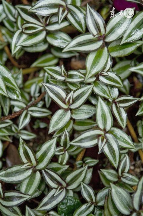 吊竹梅水種|怎樣種植吊竹梅，讓它長得很茂盛